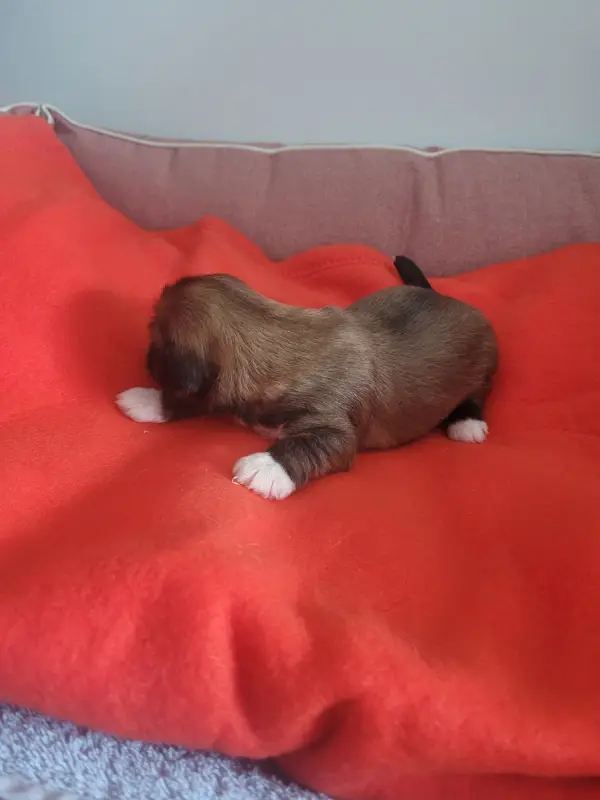 Portée de Lhassa apso, élevage Des Terres de Bourguenailles