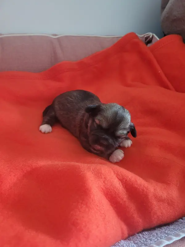 Portée de Lhassa apso, élevage Des Terres de Bourguenailles