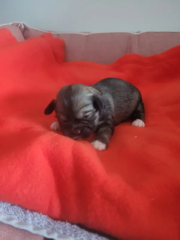 Chiot, Lhassa apso, élevage Des Terres de Bourguenailles