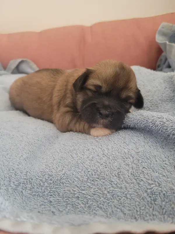 Chiot, Lhassa apso, élevage Des Terres de Bourguenailles