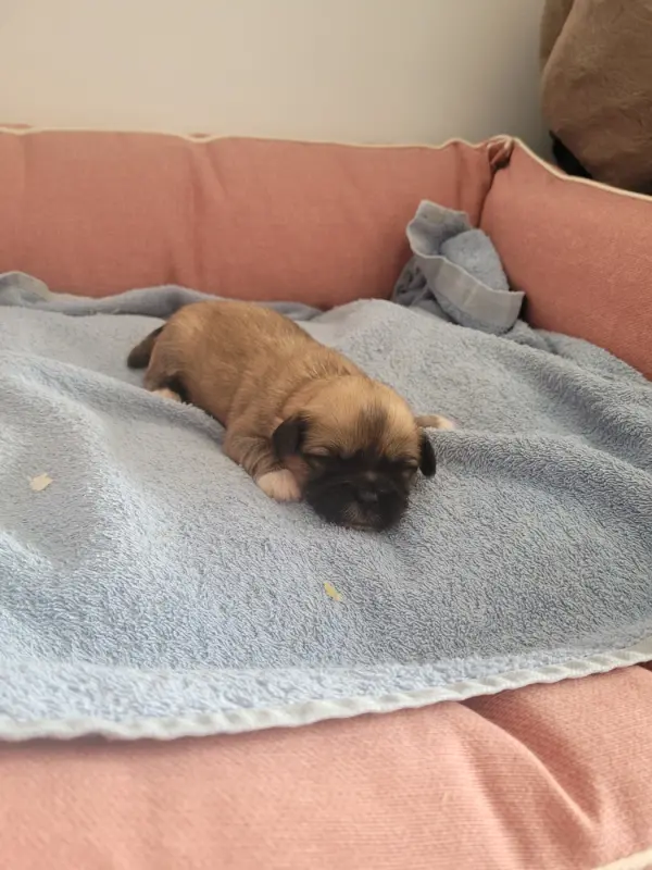Chiot, Lhassa apso, élevage Des Terres de Bourguenailles