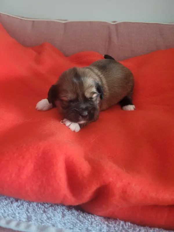 Chiot, Lhassa apso, élevage Des Terres de Bourguenailles
