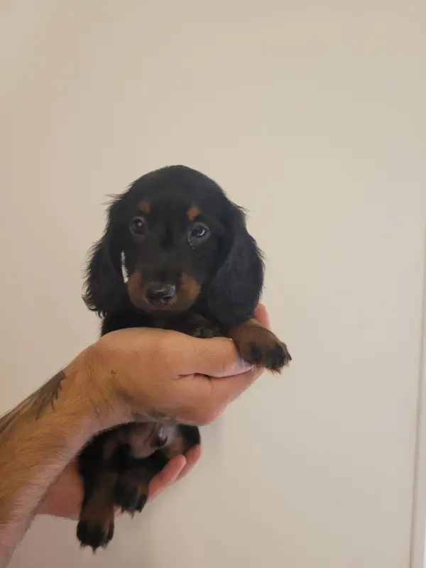 Chiot, Teckel, élevage Des Terres de Bourguenailles