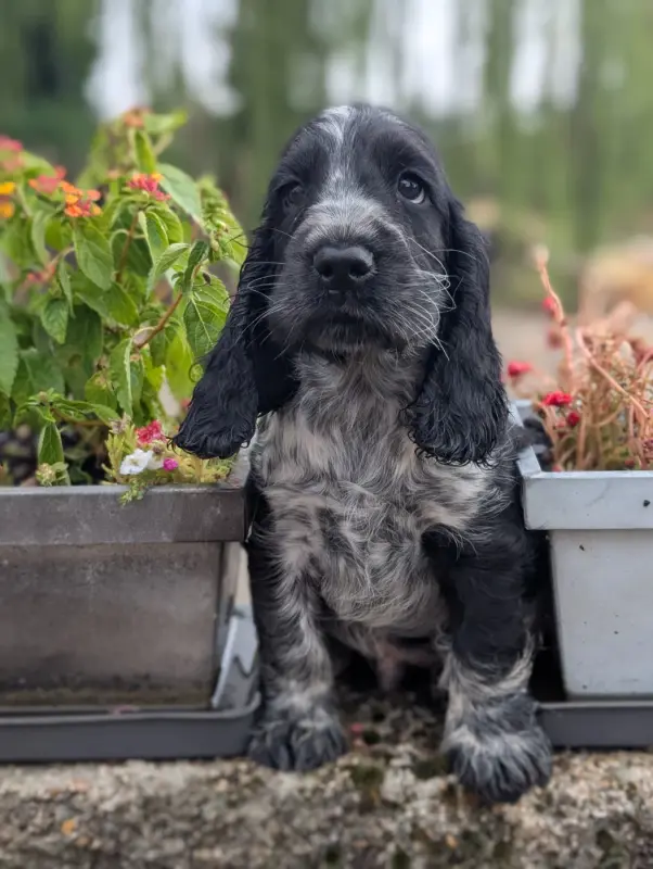 Chiot, Cocker anglais, élevage Des Pitchoucas de Lacapelette