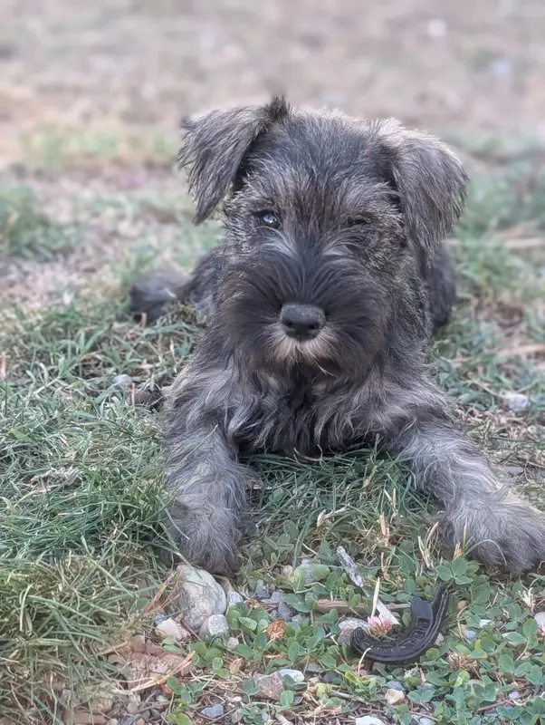 Portée de Schnauzer nain, élevage Des Pitchoucas de Lacapelette