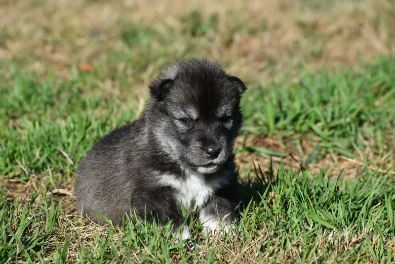 Portée de Husky sibérien, élevage Du Chalet des Edelweiss
