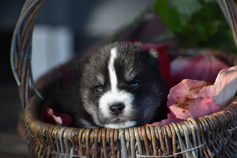 Chiot, Husky sibérien, élevage Du Chalet des Edelweiss