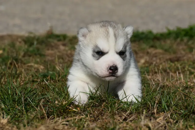 Portée de Husky sibérien, élevage Du Chalet des Edelweiss