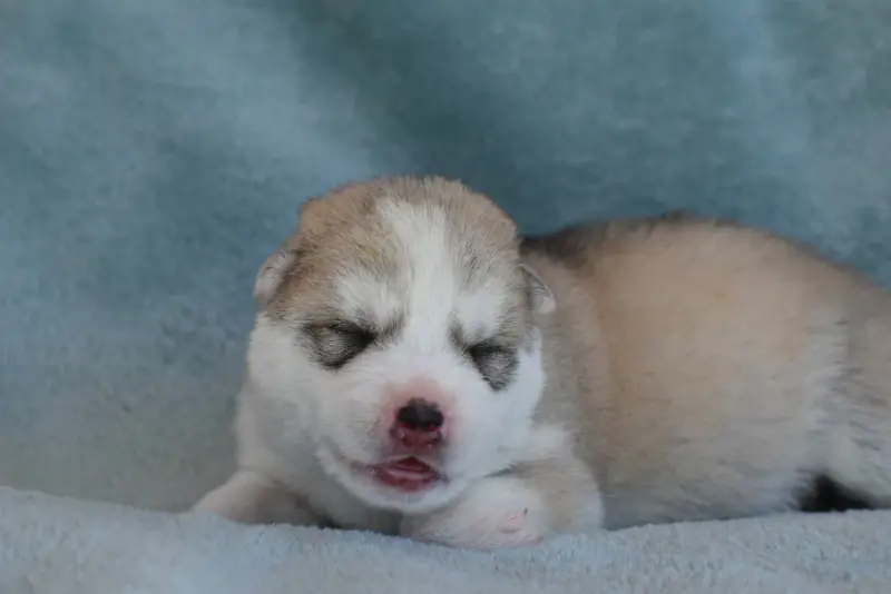 Chiot, Husky sibérien, élevage Du Chalet des Edelweiss