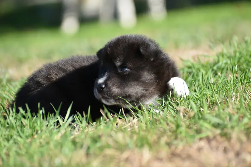 Portée de Husky sibérien, élevage Du Chalet des Edelweiss