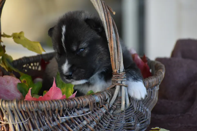 Chiot, Husky sibérien, élevage Du Chalet des Edelweiss