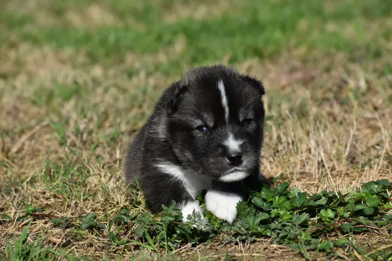 Portée de Husky sibérien, élevage Du Chalet des Edelweiss