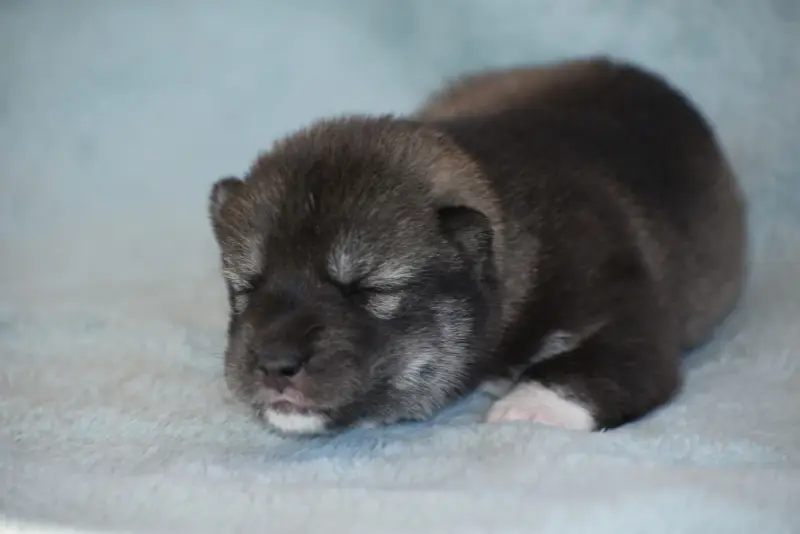 Chiot, Husky sibérien, élevage Du Chalet des Edelweiss