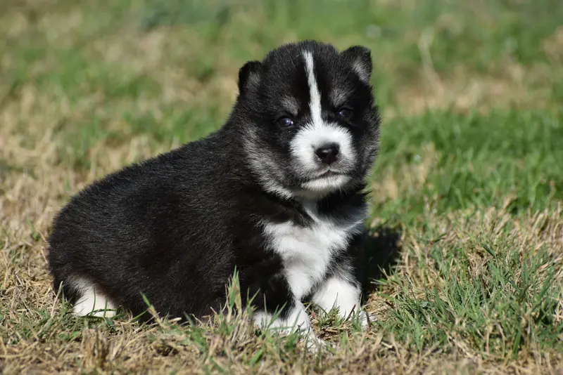 Portée de Husky sibérien, élevage Du Chalet des Edelweiss
