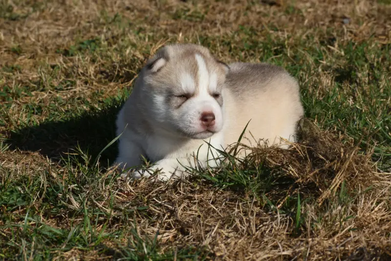 Portée de Husky sibérien, élevage Du Chalet des Edelweiss