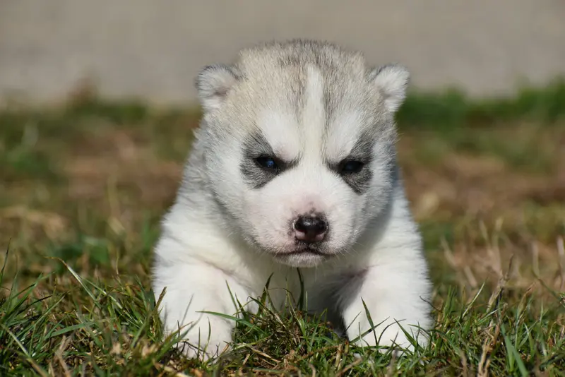 Portée de Husky sibérien, élevage Du Chalet des Edelweiss