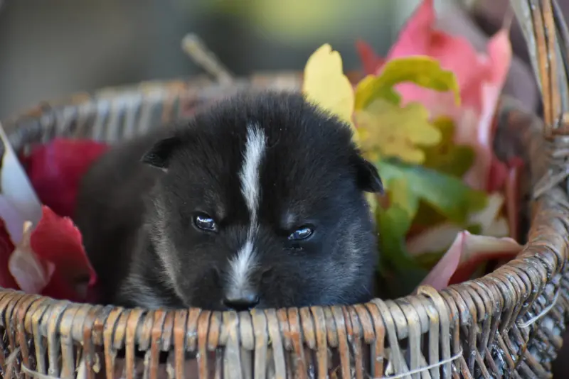 Chiot, Husky sibérien, élevage Du Chalet des Edelweiss