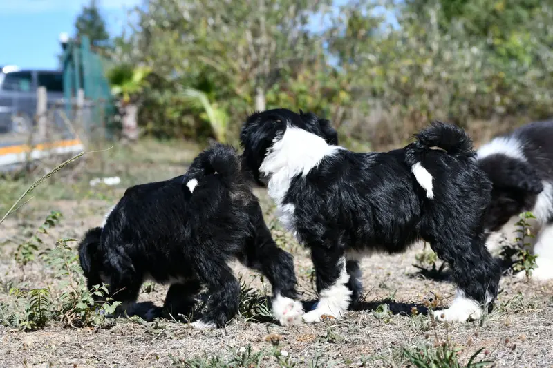 Portée de Terrier tibétain, élevage Original Serie