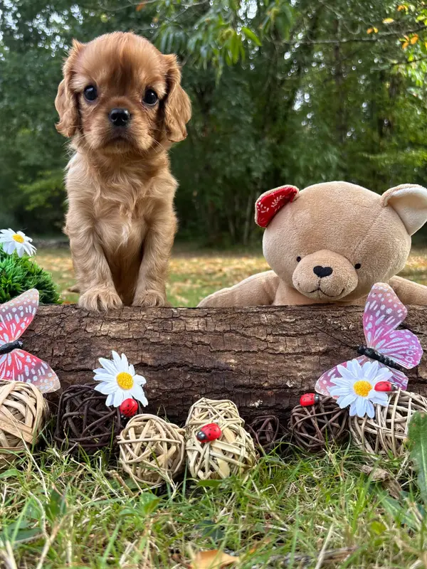 Portée de Cavalier King Charles, élevage Des Grands Reves du Sud