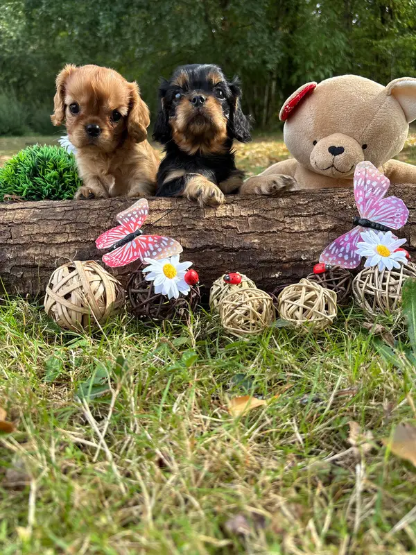 Portée de Cavalier King Charles, élevage Des Grands Reves du Sud
