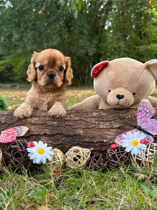 Portée de Cavalier King Charles, élevage Des Grands Reves du Sud