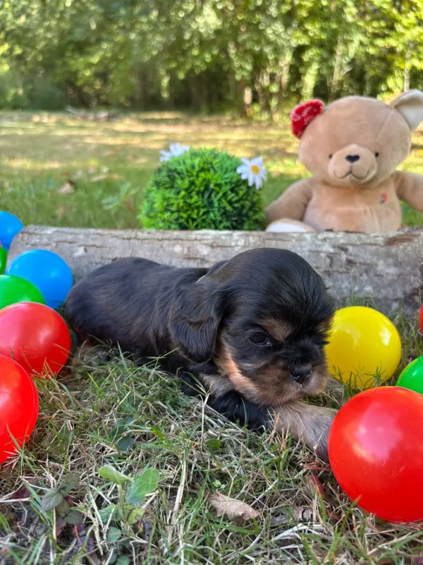Portée de Cavalier King Charles, élevage Des Grands Reves du Sud