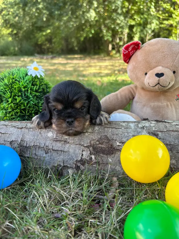 Portée de Cavalier King Charles, élevage Des Grands Reves du Sud