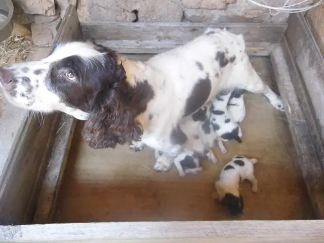 Portée de English springer spaniel, élevage Du Val de Larcis