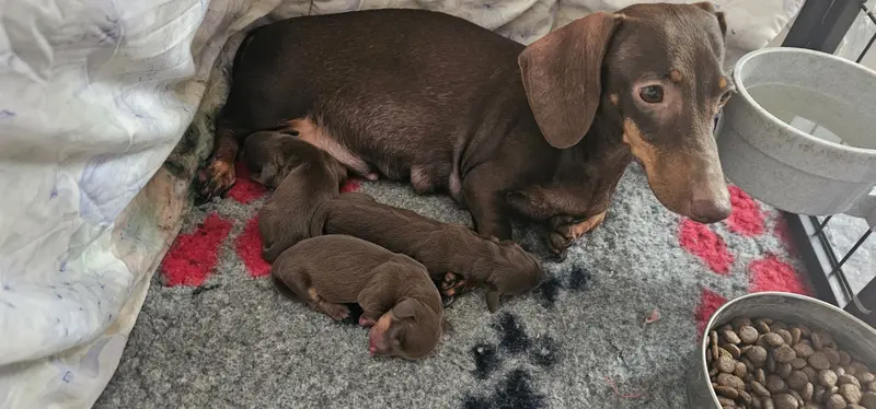 Photo de l'élevage Des Amours du Charmaix