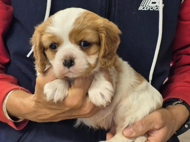 Portée de Cavalier King Charles, élevage De Paline