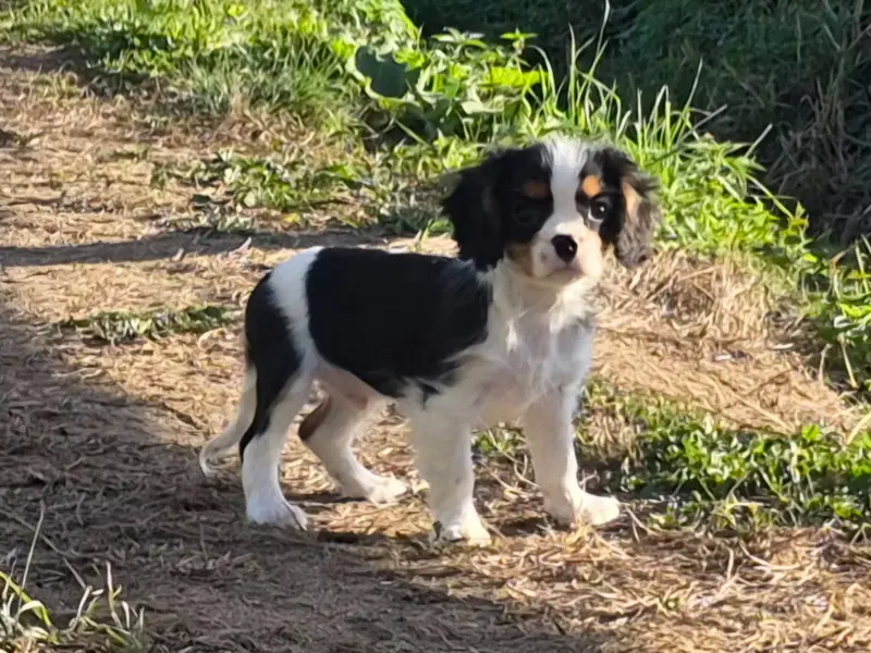 Portée de Cavalier King Charles, élevage De Paline