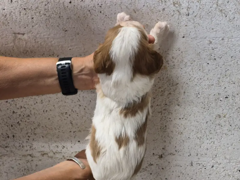 Portée de Cavalier King Charles, élevage De Paline