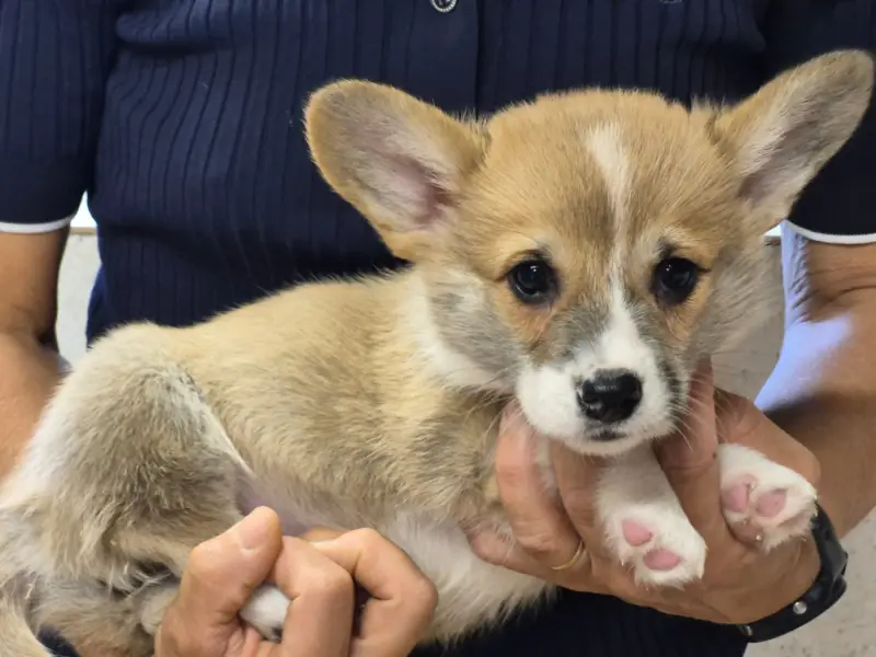 Bonnie, Welsh corgi Pembroke, élevage De Paline