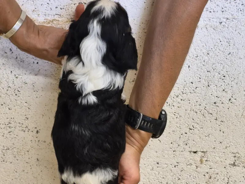 Portée de Cavalier King Charles, élevage De Paline