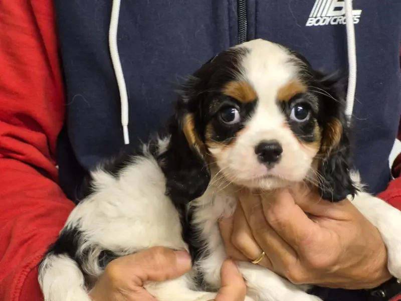 Portée de Cavalier King Charles, élevage De Paline