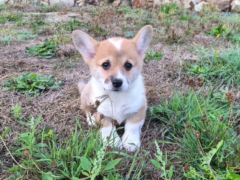 Portée de Welsh corgi Pembroke, élevage De Paline