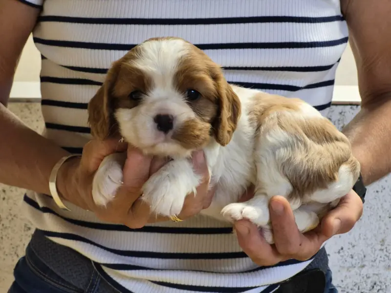 B..., Cavalier King Charles, élevage De Paline