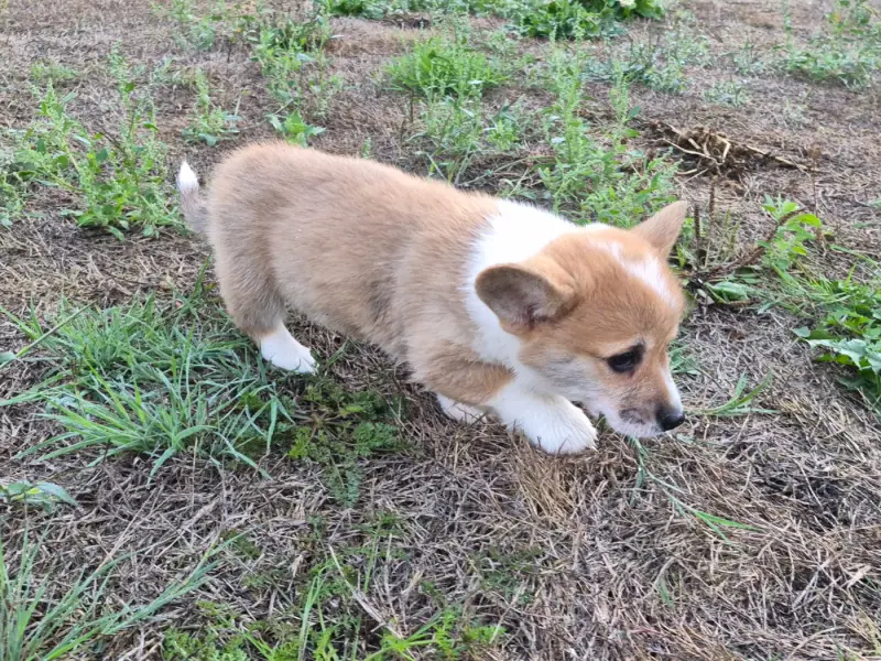Portée de Welsh corgi Pembroke, élevage De Paline