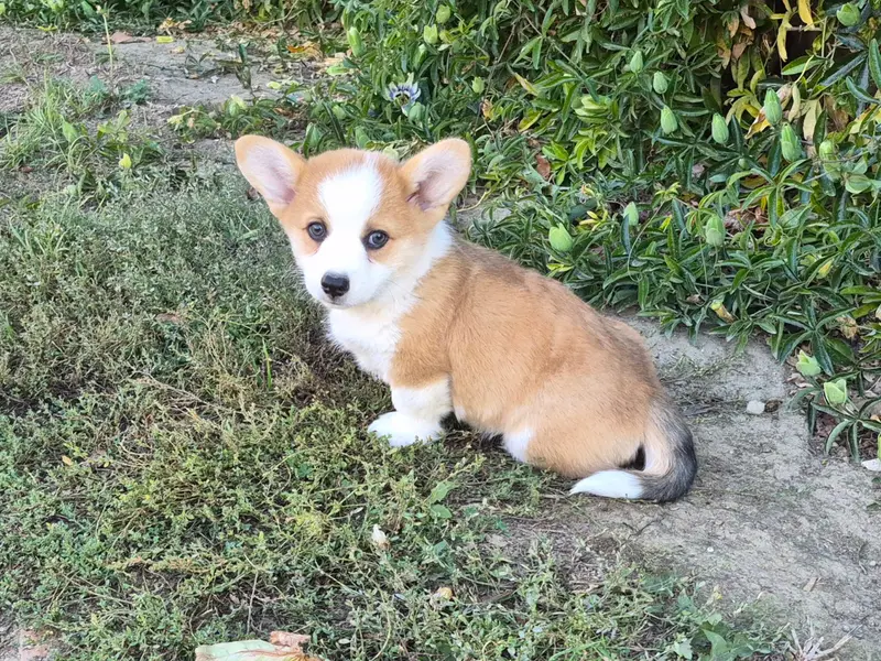 Banjo, Welsh corgi Pembroke, élevage De Paline