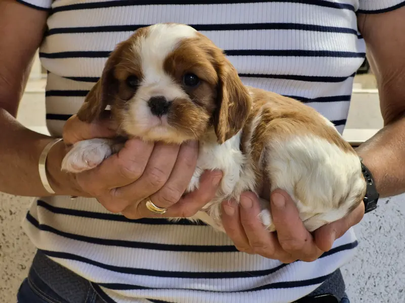 Bella, Cavalier King Charles, élevage De Paline