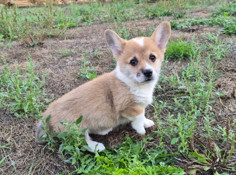 Portée de Welsh corgi Pembroke, élevage De Paline