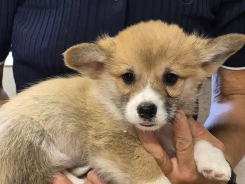 Balto, Welsh corgi Pembroke, élevage De Paline