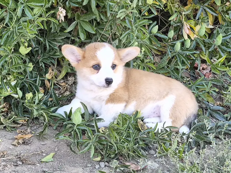 Portée de Welsh corgi Pembroke, élevage De Paline