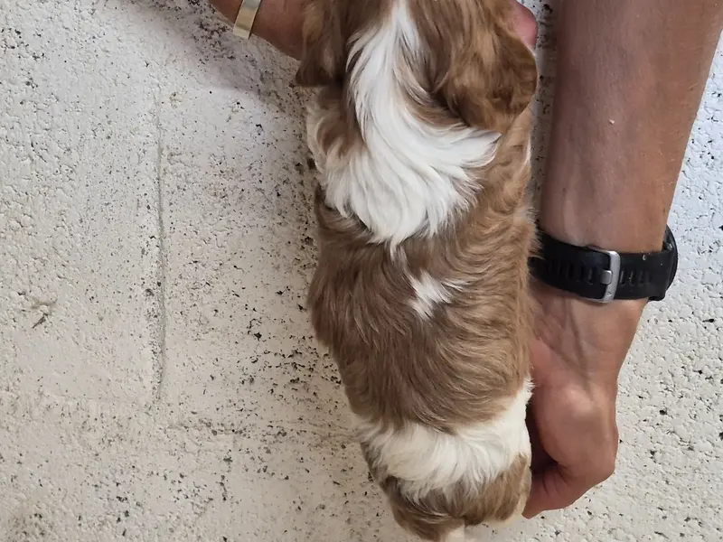 Portée de Cavalier King Charles, élevage De Paline