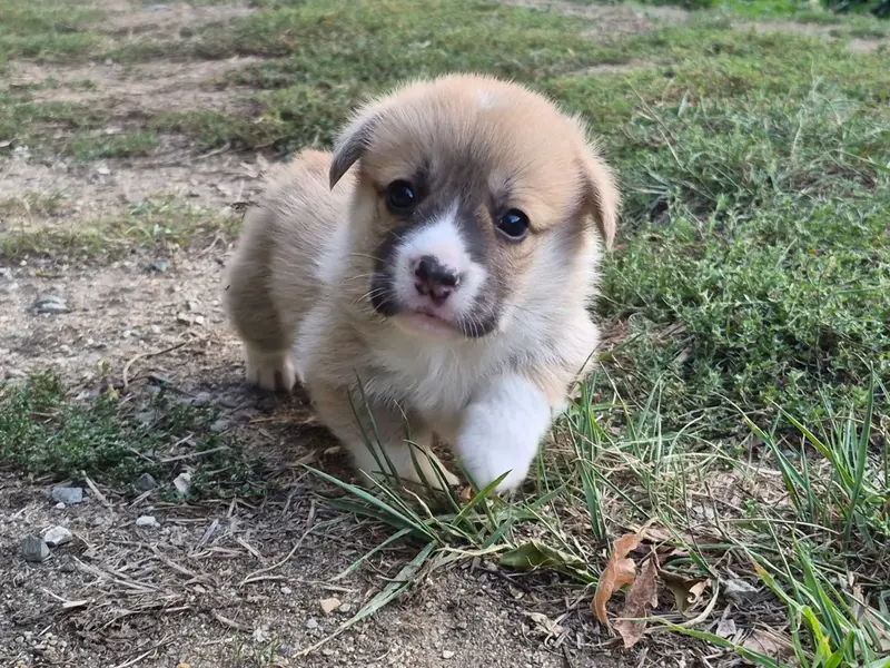 B..., Welsh corgi Pembroke, élevage De Paline
