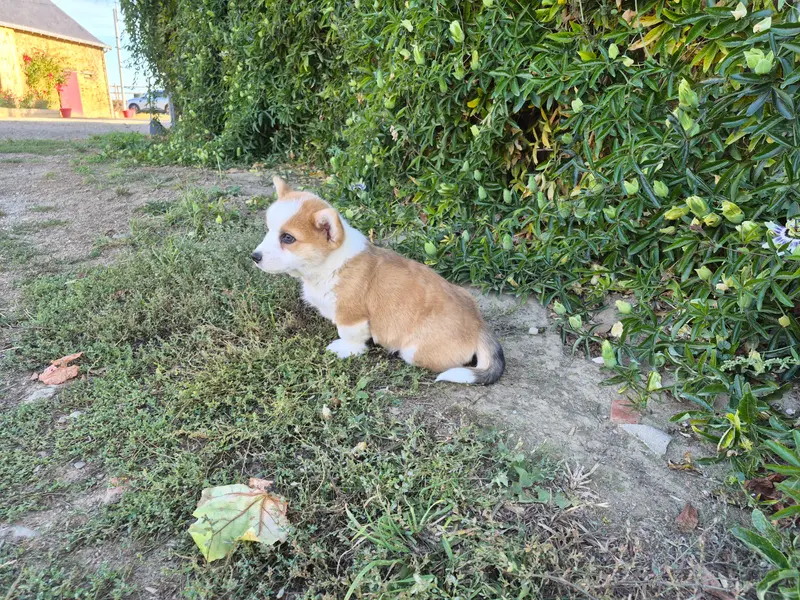 Portée de Welsh corgi Pembroke, élevage De Paline