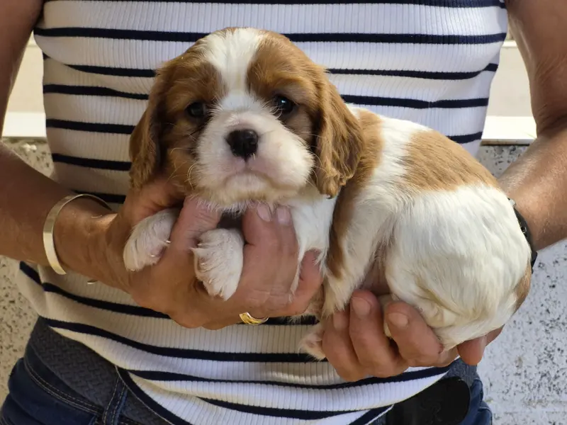 Portée de Cavalier King Charles, élevage De Paline
