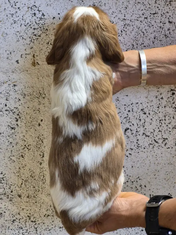 Portée de Cavalier King Charles, élevage De Paline