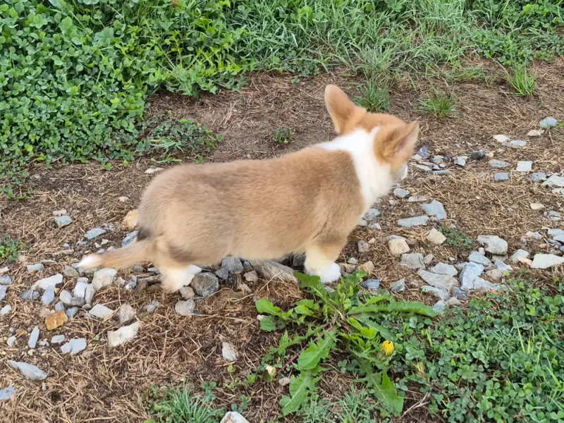 Portée de Welsh corgi Pembroke, élevage De Paline