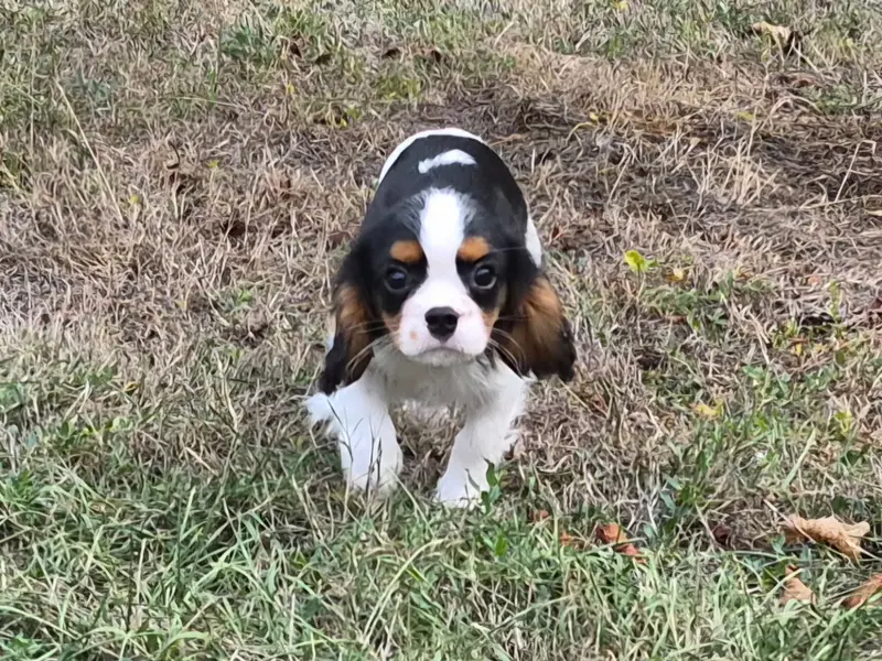 Benji, Cavalier King Charles, élevage De Paline